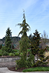Weeping Nootka Cypress (Chamaecyparis nootkatensis 'Pendula') at Green Thumb Garden Centre