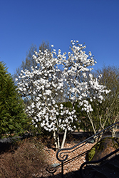 Royal Star Magnolia (Magnolia stellata 'Royal Star') at Green Thumb Garden Centre