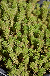 Six Row Stonecrop (Sedum sexangulare) at Green Thumb Garden Centre