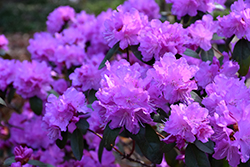 P.J.M. Elite Rhododendron (Rhododendron 'P.J.M. Elite') at Green Thumb Garden Centre
