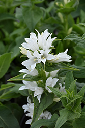 White Clustered Bellflower (Campanula glomerata var. alba) at Green Thumb Garden Centre