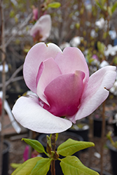 Cameo Magnolia (Magnolia 'Cameo') at Green Thumb Garden Centre