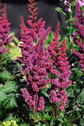 Visions in Red Chinese Astilbe (Astilbe chinensis 'Visions in Red') at Green Thumb Garden Centre