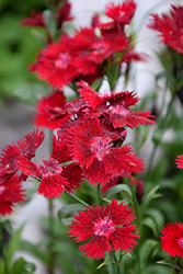 Rockin' Red Pinks (Dianthus 'PAS1141436') at Green Thumb Garden Centre