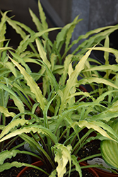 Curly Fries Hosta (Hosta 'Curly Fries') at Green Thumb Garden Centre