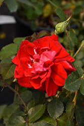 Canadian Shield Rose (Rosa 'CCA576') at Green Thumb Garden Centre