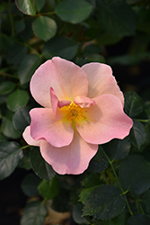 Chinook Rose (Rosa 'VLR001') at Green Thumb Garden Centre