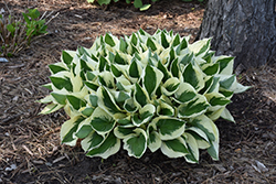 Patriot Hosta (Hosta 'Patriot') at Green Thumb Garden Centre