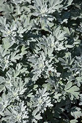 Silver Brocade Artemesia (Artemisia stelleriana 'Silver Brocade') at Green Thumb Garden Centre