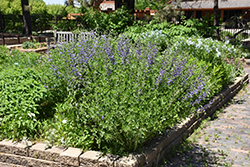 Blue Wild Indigo (Baptisia australis) at Green Thumb Garden Centre