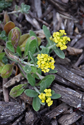 Mountain Gold Alyssum (Alyssum montanum 'Berggold') at Green Thumb Garden Centre