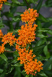 Butterfly Weed (Asclepias tuberosa) at Green Thumb Garden Centre
