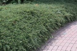 Coral Beauty Cotoneaster (Cotoneaster dammeri 'Coral Beauty') at Green Thumb Garden Centre