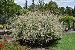 Tricolor Willow (Salix integra 'Hakuro Nishiki') at Green Thumb Garden Centre