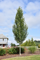 Armstrong Gold Red Maple (Acer rubrum 'JFS-KW78') at Green Thumb Garden Centre