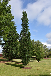 Skinny Genes Oak (Quercus 'JFS-KW2QX') at Green Thumb Garden Centre