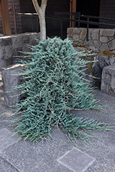 Blue Rug Juniper (Juniperus horizontalis 'Wiltonii') at Green Thumb Garden Centre