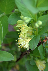 Boreal Beauty Honeyberry (Lonicera caerulea 'Boreal Beauty') at Green Thumb Garden Centre