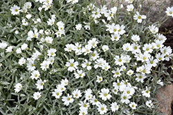Snow-In-Summer (Cerastium tomentosum) at Green Thumb Garden Centre