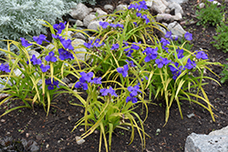 Sweet Kate Spiderwort (Tradescantia x andersoniana 'Sweet Kate') at Green Thumb Garden Centre