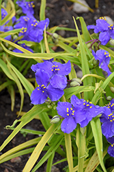 Sweet Kate Spiderwort (Tradescantia x andersoniana 'Sweet Kate') at Green Thumb Garden Centre