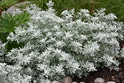Silver Brocade Artemesia (Artemisia stelleriana 'Silver Brocade') at Green Thumb Garden Centre