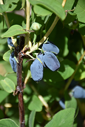 Berry Smart Blue Honeyberry (Lonicera caerulea 'Berry Smart Blue') at Green Thumb Garden Centre