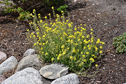 Mountain Gold Alyssum (Alyssum montanum 'Berggold') at Green Thumb Garden Centre