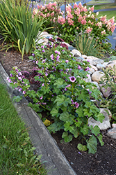 Zebrina Mallow (Malva sylvestris 'Zebrina') at Green Thumb Garden Centre
