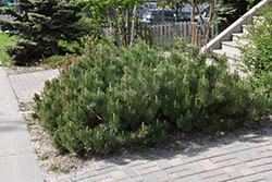 Dwarf Mugo Pine (Pinus mugo var. pumilio) at Green Thumb Garden Centre