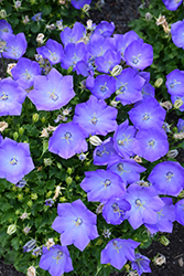 Rapido Blue Bellflower (Campanula carpatica 'Rapido Blue') at Green Thumb Garden Centre