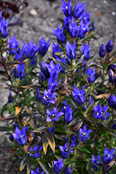 True Blue Gentian (Gentiana 'True Blue') at Green Thumb Garden Centre