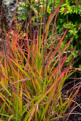 Flame Grass (Miscanthus sinensis 'Purpurascens') at Green Thumb Garden Centre