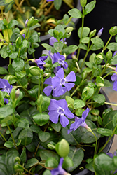 Bowles Cunningham Periwinkle (Vinca minor 'Bowles Cunningham') at Green Thumb Garden Centre