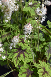 Fingerpaint Foamflower (Tiarella 'Fingerpaint') at Green Thumb Garden Centre