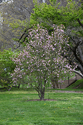 Ricki Magnolia (Magnolia 'Ricki') at Green Thumb Garden Centre