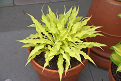 Wiggles and Squiggles Hosta (Hosta 'Wiggles and Squiggles') at Green Thumb Garden Centre