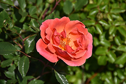 Coral Knock Out Rose (Rosa 'Radral') at Green Thumb Garden Centre