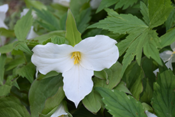 Great White Trillium (Trillium grandiflorum) at Green Thumb Garden Centre