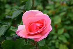 Peachy Knock Out Rose (Rosa 'Radgor') at Green Thumb Garden Centre