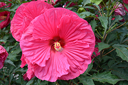 Summer In Paradise Hibiscus (Hibiscus 'Summer In Paradise') at Green Thumb Garden Centre
