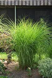 Gracillimus Maiden Grass (Miscanthus sinensis 'Gracillimus') at Green Thumb Garden Centre