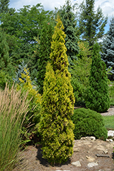 Amber Gold Arborvitae (Thuja occidentalis 'Jantar') at Green Thumb Garden Centre