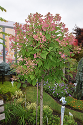 Quick Fire Hydrangea (tree form) (Hydrangea paniculata 'Bulk') at Green Thumb Garden Centre
