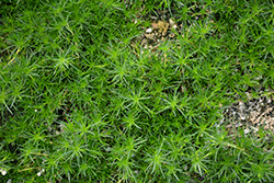 Irish Moss (Sagina subulata) at Green Thumb Garden Centre
