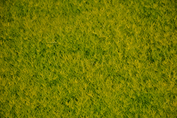 Scotch Moss (Sagina subulata 'Aurea') at Green Thumb Garden Centre