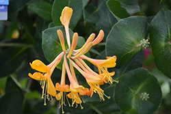 Mandarin Trumpet Honeysuckle (Lonicera 'Mandarin') at Green Thumb Garden Centre