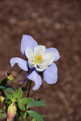 Earlybird Blue and White Columbine (Aquilegia 'PAS1258485') at Green Thumb Garden Centre