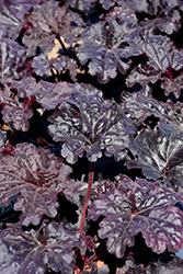 Dressed Up Evening Gown Coral Bells (Heuchera 'Evening Gown') at Green Thumb Garden Centre