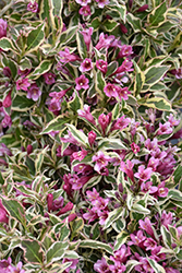 My Monet Purple Effect Weigela (Weigela florida 'Verweig8') at Green Thumb Garden Centre
